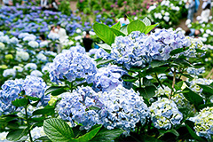 陽明山の幸福圍繞 繡球花季